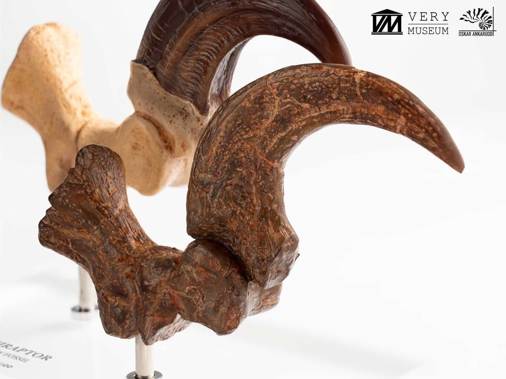 Jurassic Park ECC Elite Creature Line Statue Velociraptor Foot Claw and Fossil Claw Set 20 cm