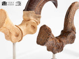 Jurassic Park ECC Elite Creature Line Statue Velociraptor Foot Claw and Fossil Claw Set 20 cm