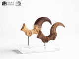 Jurassic Park ECC Elite Creature Line Statue Velociraptor Foot Claw and Fossil Claw Set 20 cm