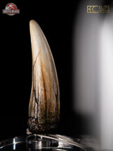 Jurassic Park III Prop Replica 1/1 Spinosaurus Tooth 14 cm
